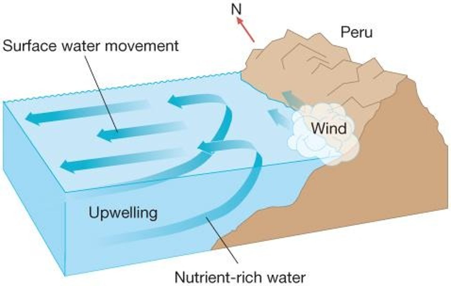 <p>Nutrient-rich water rises to replace surface water.</p>