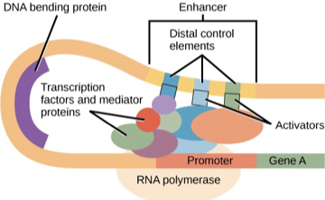 <p>Activators bind to enhancers (control elements far from genes), and together with transcription factors and RNA Polymerase II, form the transcription initiation complex to start transcription.</p>
