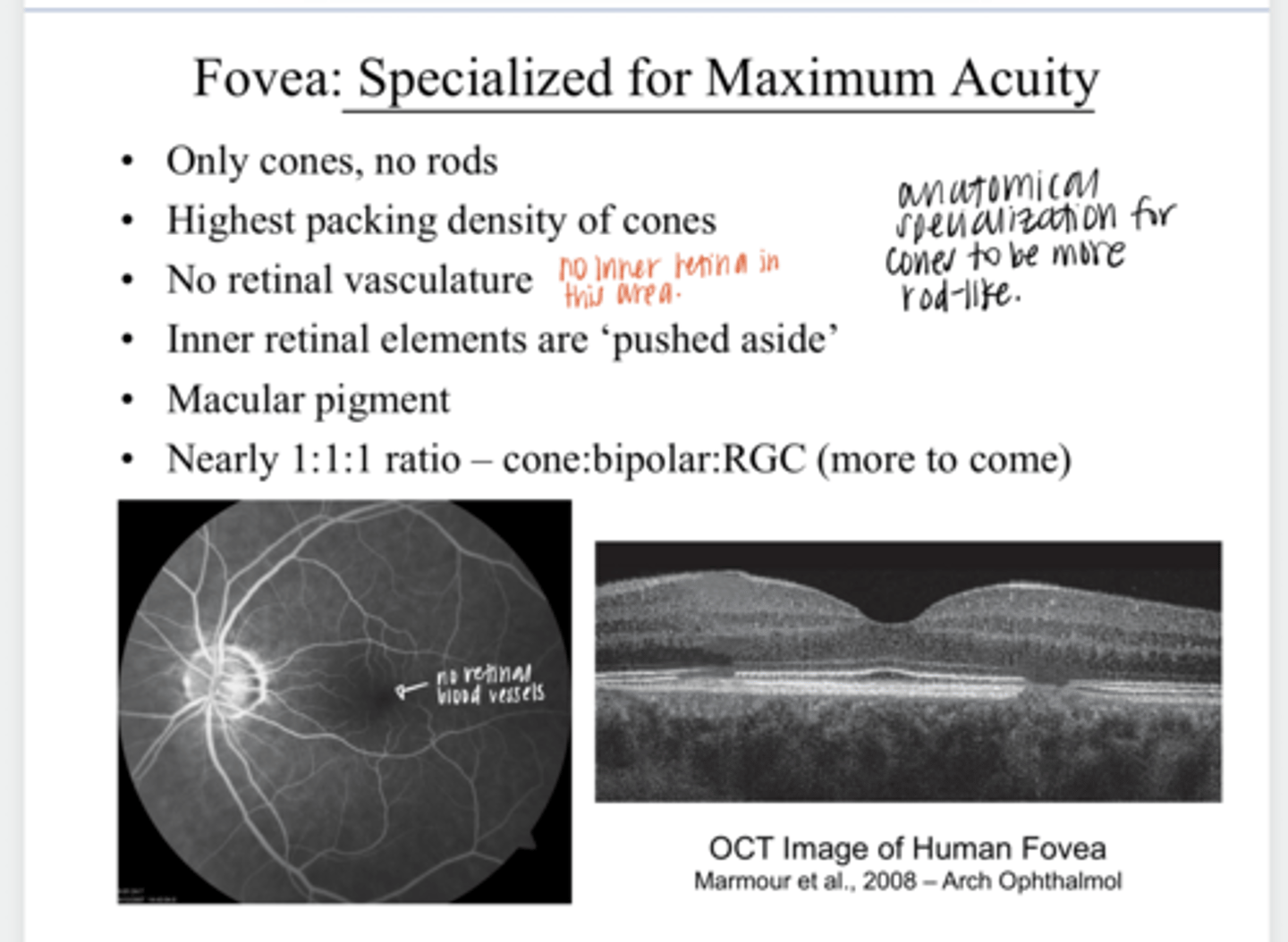 <p>The ___ is specialized for maximum acuity</p>