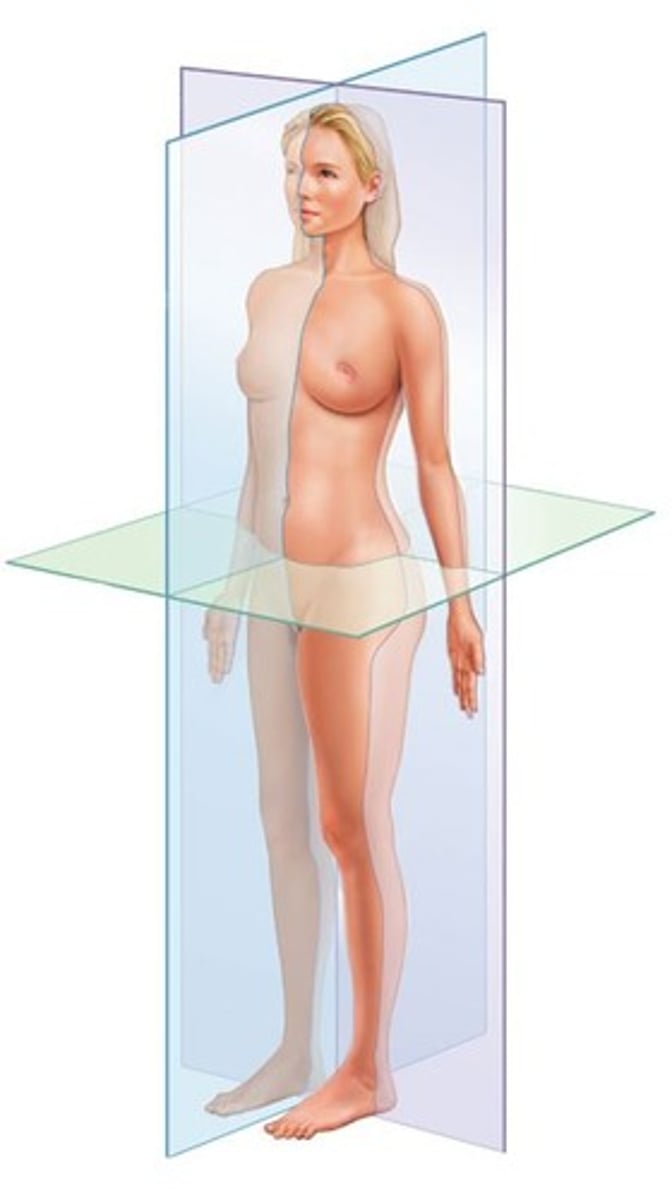 <p>Transverse (horizontal), Frontal (coronal), and Sagittal planes.</p>