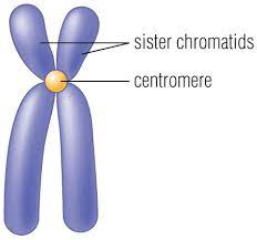identical copies of DNA formed by the replication of a chromosome