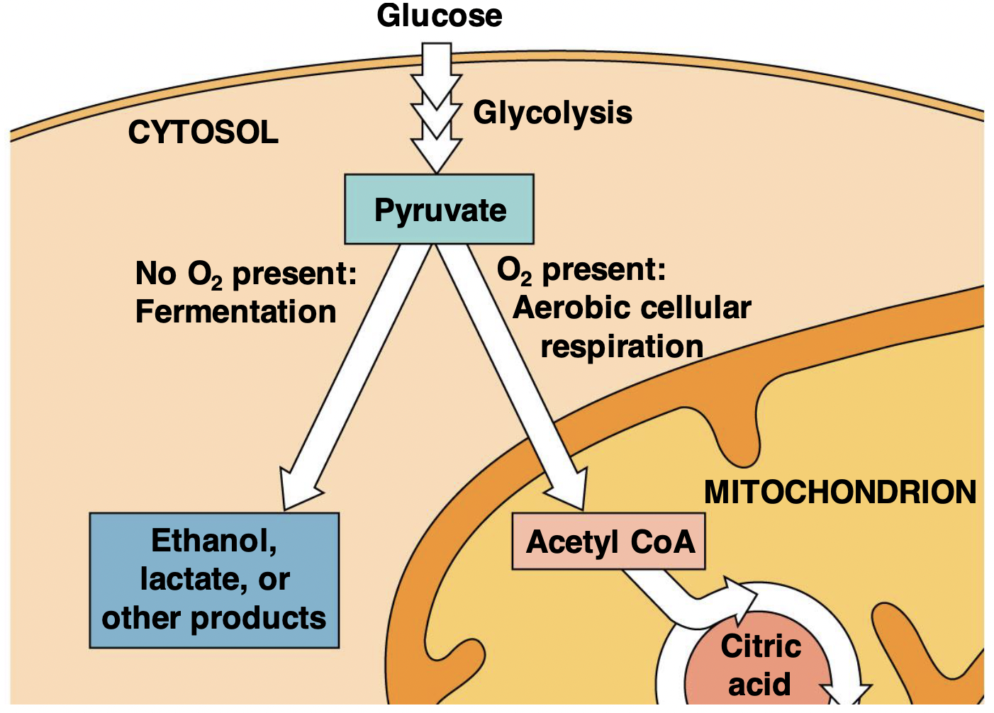 <p>Pathway is chosen at pyruvate point . What determines which pathway is chosen is the presence of o2</p><ul><li><p>no o2 = fermentation</p></li><li><p>yes o2 = aerobic cellular respiration</p></li></ul>