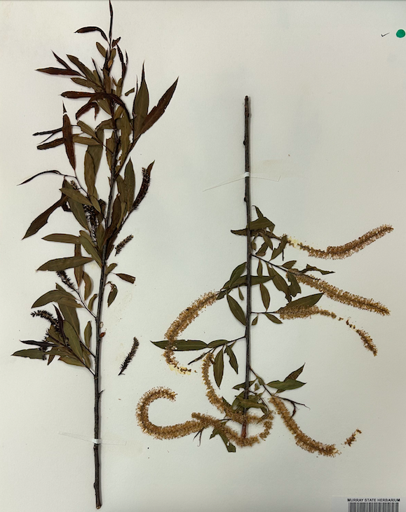 <p>Family? Genus?</p>