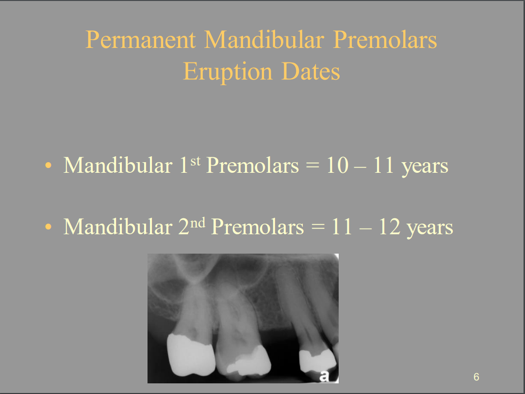 <p>Permanent Mandibular Premolars</p><p>Eruption Dates</p><p>• Mandibular 1st Premolars = <strong><span style="color: yellow">10 – 11 years</span></strong></p><p>• Mandibular 2nd Premolars = <strong><span style="color: blue">11 – 12 years</span></strong></p>