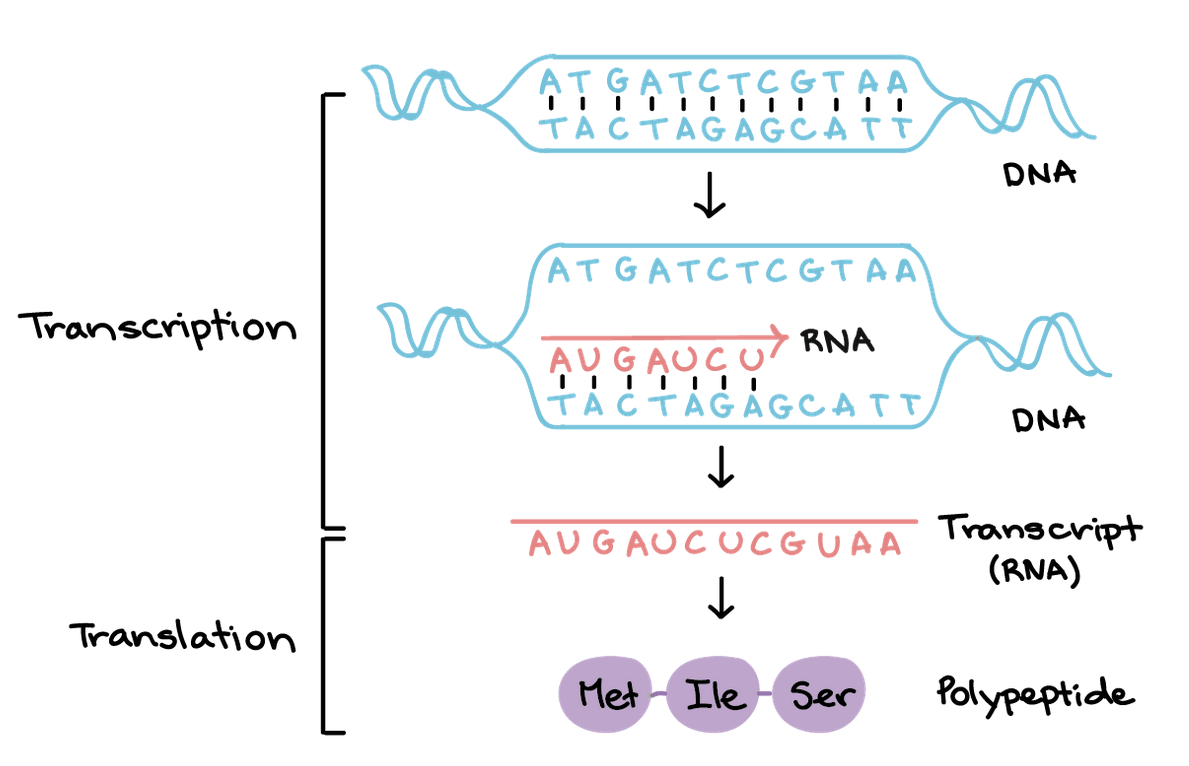 <ul><li><p>Transcription involves initiation, where RNA polymerase binds to DNA to start copying a gene's code into messenger RNA (mRNA), followed by elongation, where RNA polymerase synthesizes the mRNA strand, and termination, where it stops and the mRNA is released.</p></li></ul><ul><li><p> Translation then uses this mRNA to build a protein, also in three phases: initiation, with a ribosome and initiator tRNA binding to the start codon on the mRNA; elongation, where amino acids are linked to form a growing polypeptide chain; and termination, where a stop codon signals the release of the finished protein</p></li></ul><p></p>