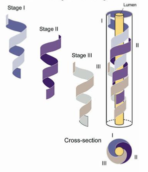 <p>helical arrangement</p>