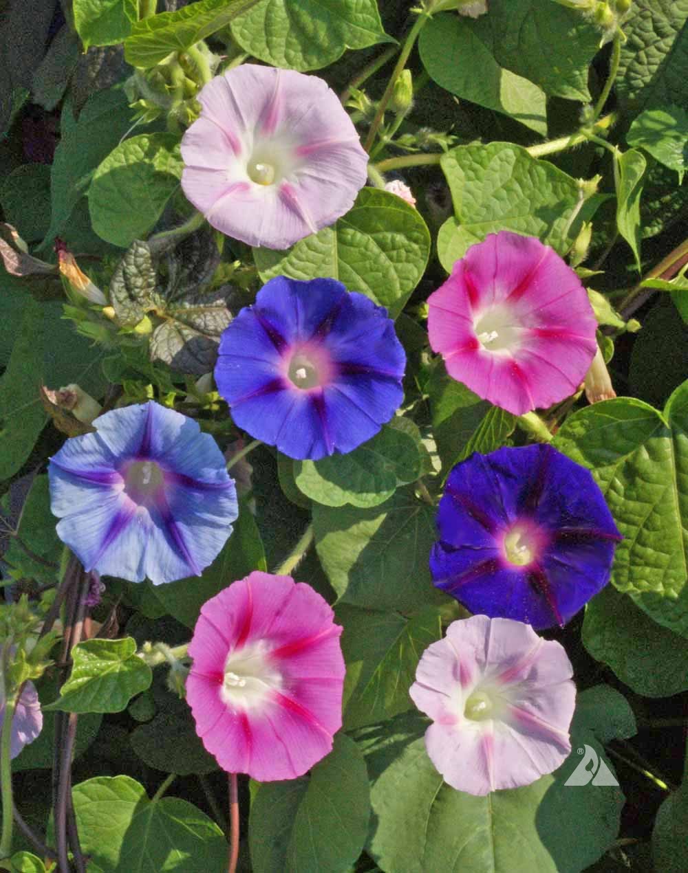 <p>Morning Glory</p>