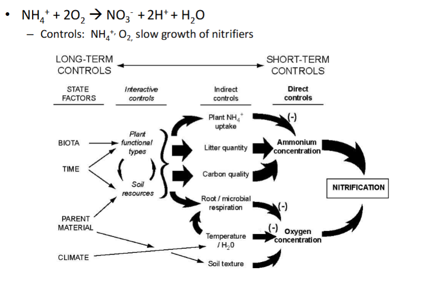 <p>long term controls:</p><p>state factors: biota, time, parent material, climate</p><p></p><p>short-term controls:</p><p>direct controls: oxygen concentration and oxygen concentration</p><p></p><p>indirect controls:</p><p>plant NH4 uptake, litter quantity, carbon quality, root/microbial respiration, termperature, soil texture</p>