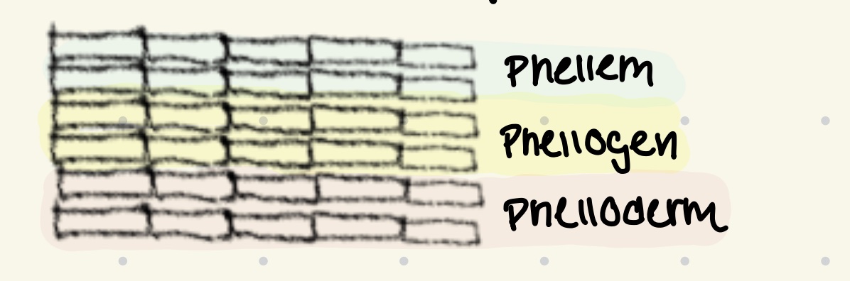 <p>Sekundäres äußeres Abschlussgewebe von Sprossachse und Wurzel</p>