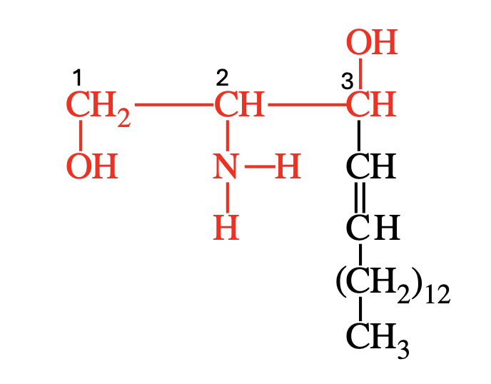 <p><span>Sphingolipids are membrane lipids derived from sphingosine (not glycerol) and are especially important in the brain and peripheral nervous system. They are&nbsp;</span><strong>not</strong><span>&nbsp;glycerol derivatives — they are derived from&nbsp;</span><strong>sphingosine</strong><span>, a molecule with a long hydrocarbon chain.&nbsp;</span></p>