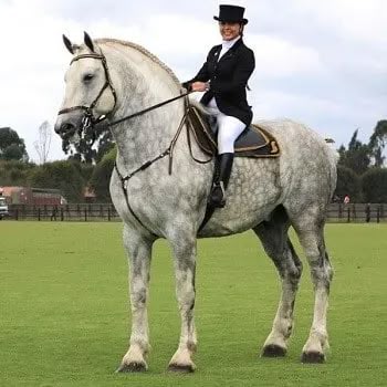 <p>draft breed, black or dapple grey</p>