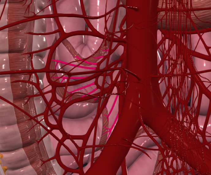 <p>What is highlighted in pink</p>