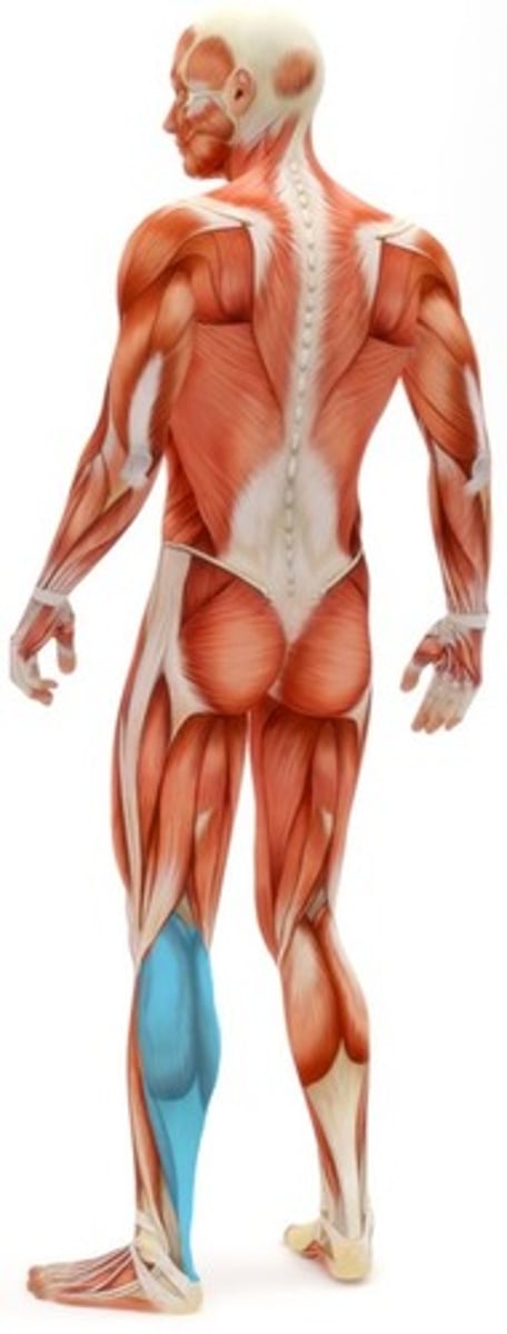 <p>sval</p>