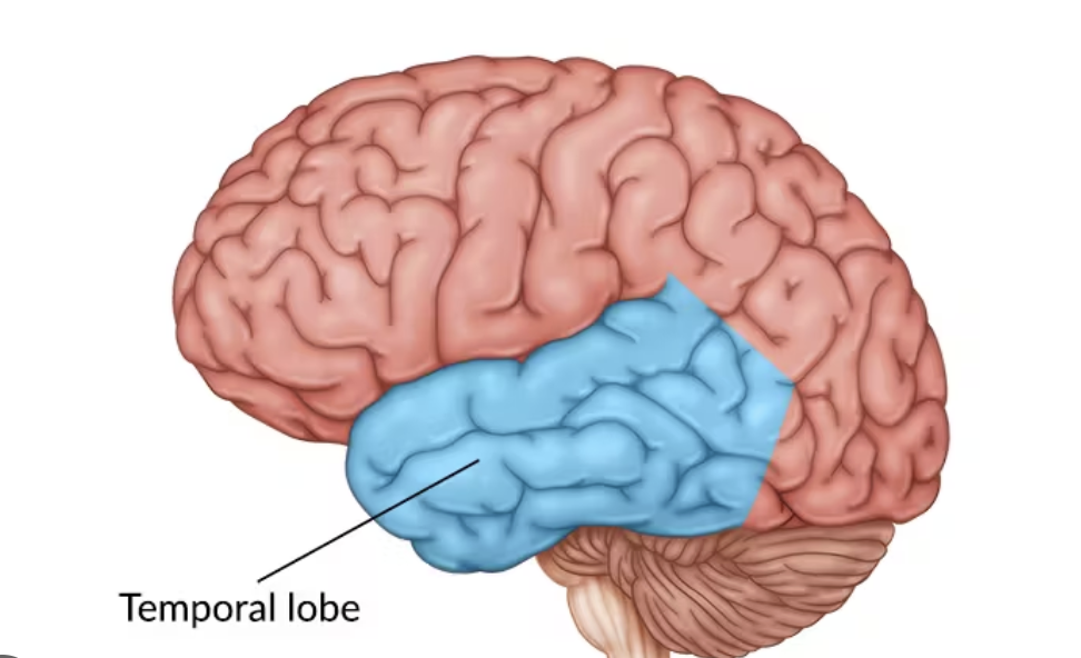 <p>Temporal Lobe</p>