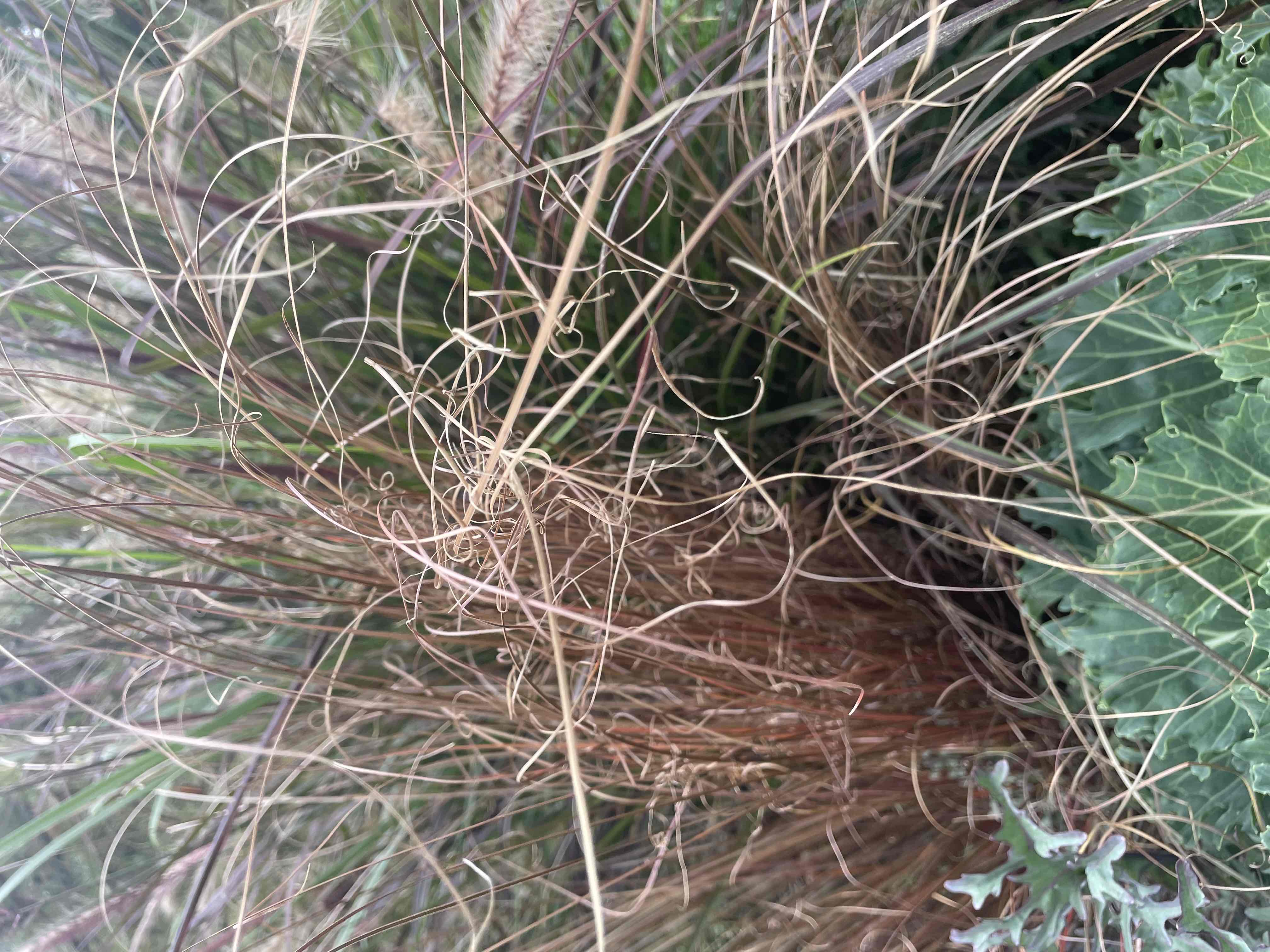 <p>Carex buchananii ‘Red Rooster’</p>
