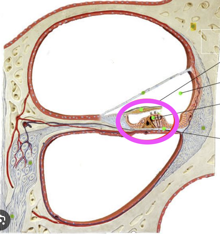 <p>sensitive auditory receptor area found in the cochlea of the inner ear</p>