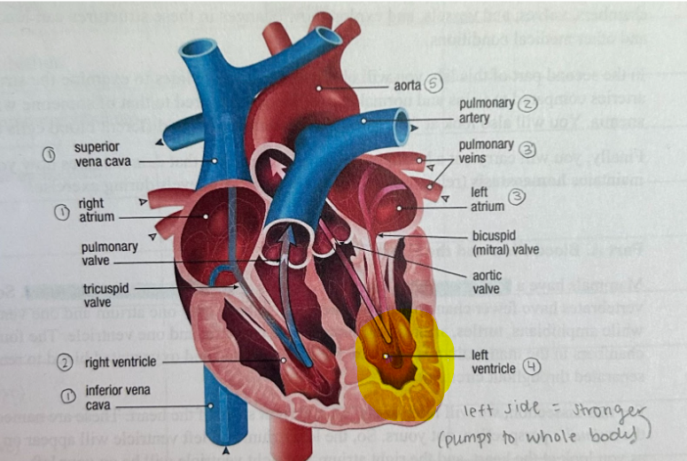 <p>The left ventricle is larger than the right because the left pumps blood to the whole body rather than just the lungs.</p>