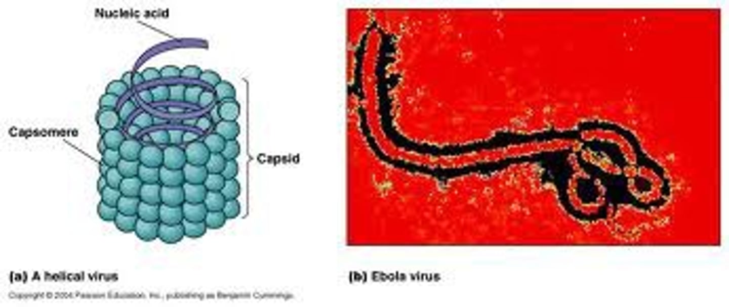 <p>Filovirus (Ebola) - ssRNA</p><p>Lyssavirus (Rabies) - ssRNA</p>
