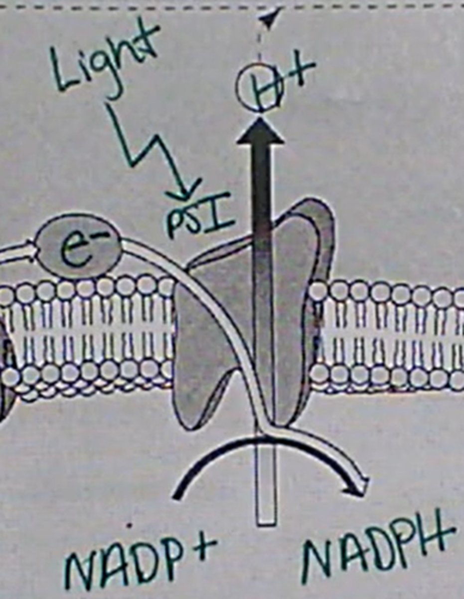 <p>1. The electron moves to Photosystem 1 and is energized by light again</p><p>2. Another H+ is pumped through a transport protein. </p>