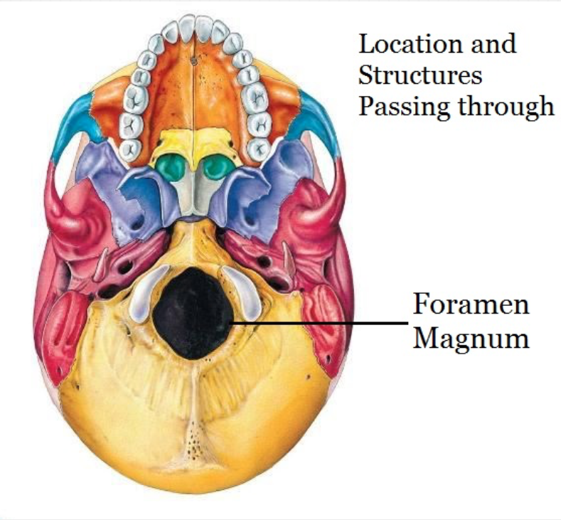 1. AKA Foramina
2. A hole in a bone
- Typically for nerves or blood vessels
3. Examples; foramen magnum, infraorbital foramen