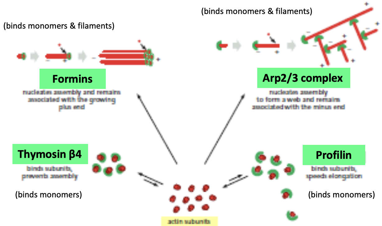 \
* control the assembly, disassembly, organization, and movement of actin filaments
  * Formins, Arp2/3, thymosin, profilin
* \
  * Actin binding proteins perform a variety of functions
    * Control of polymerization and depolymerization: monomer sequestering proteins, nucleating factors, capping proteins, stabilizing proteins, depolymerizing proteins, severing proteins 
    * Organization of filaments: network forming crosslinking proteins, bundle forming crosslinking proteins, membrane linker proteins 
    * Movement of filaments: motor proteins


* \
  * Actin binding proteins cap, stabilize, sever, and depolymerize filaments
    * Capping proteins stabilize filaments by binding to their ends. Filaments are stabilized because the capping proteins prevent addition or loss of subunits from the filament ends. Examples include CapZ, which caps the (+) end of filaments, and tropomodulin, which caps the – ends of actin filaments. (Can you think of another group of proteins that caps the (–) ends of filaments?) 
    * Stabilizing proteins bind along the length of filaments. Tropomyosin is a long snake-like molecule that binds several subunits along the filament and stabilizes the polymerized state. 
    * Severing/Depolymerizing proteins disassemble actin filaments and higher order structures. The assembly of actin filaments in the cell must be balanced by filament disassembly, which maintains the monomer pool and thus replenishes the substrates for polymerization. A protein called cofilin enhances the rate of actin depolymerization by severing actin filaments and creating more (–) ends. A protein called gelsolin also severs actin filaments and breaks them into short fragments. After severing, gelsolin remains bound to the + end of the filament. The severing activity of gelsolin is activated by increases in the intracellular concentration of Ca+2.