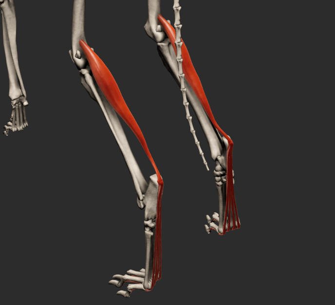 <p>odstup: tuberositas supracondylaris lateralis femoris<br>úpon: na II. a V. prst<br>funkce: extenze v articulationes tarsi, flexe v kloubech prstů</p><p>Fe úpon: dvě větve na tuber calcanei, jedna na torus phalangis mediae každého prstu</p>