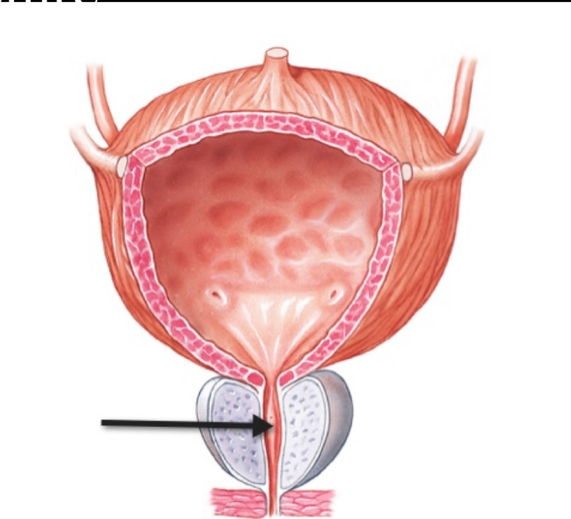 <p>Name the structure </p>