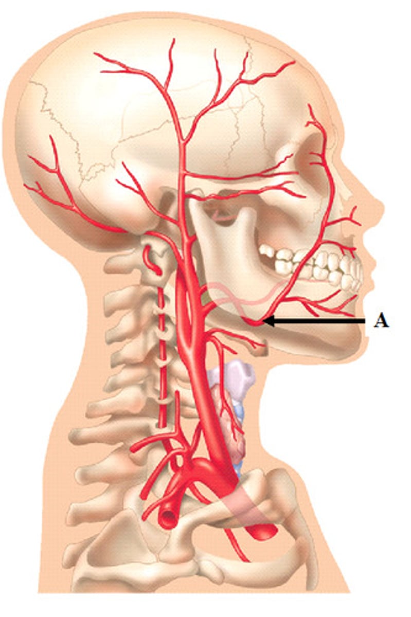 <p>Supplies blood to the lower region of the face, mouth, and nose.</p>