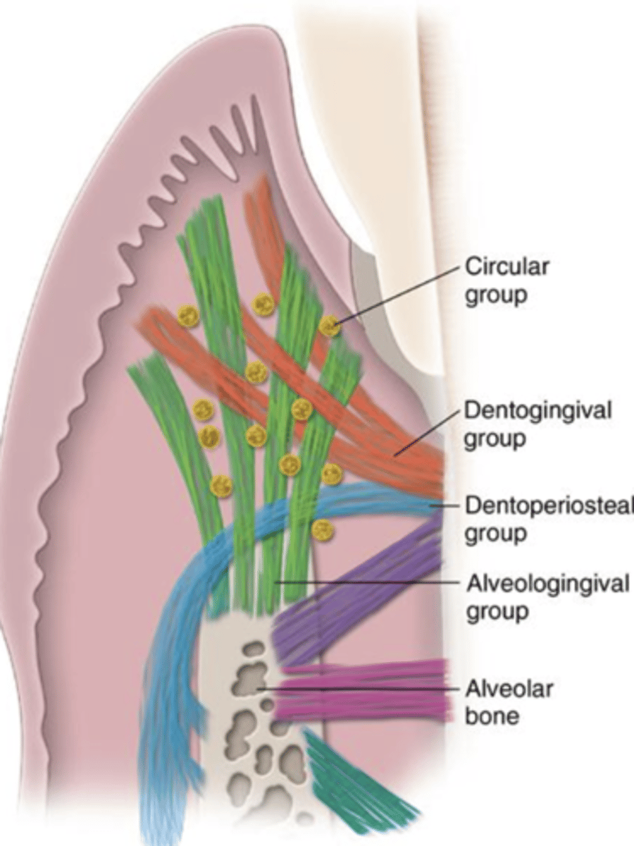 <p>Run in apical direction</p><p>Counterbalance coronal thrust</p>