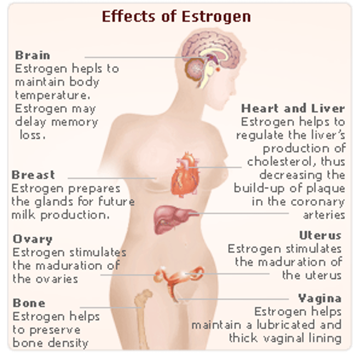 <p>Estrogen.</p>