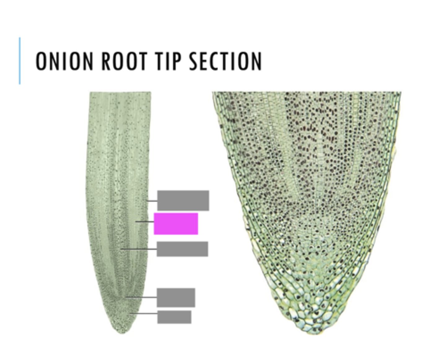 <p>Name the pink highlighted structure.</p>