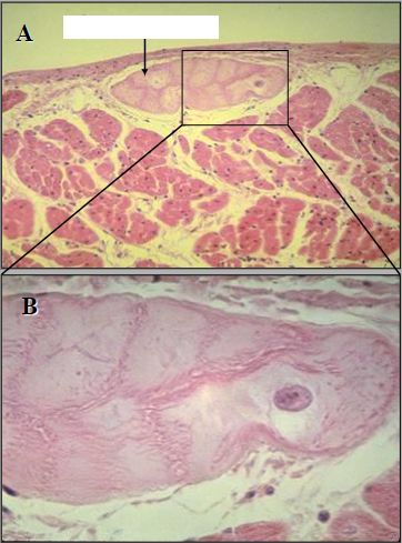 What is the section of the cut of this histologic slide?