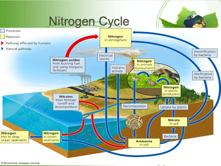 <p>Reservoirs are the atmosphere; Processes include Nitrogen fixation, Nitrification, Assimilation, Decomposition, Denitrification</p>