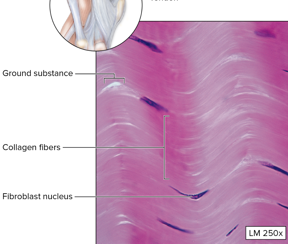 <p>What type of connective tissue is this?</p>