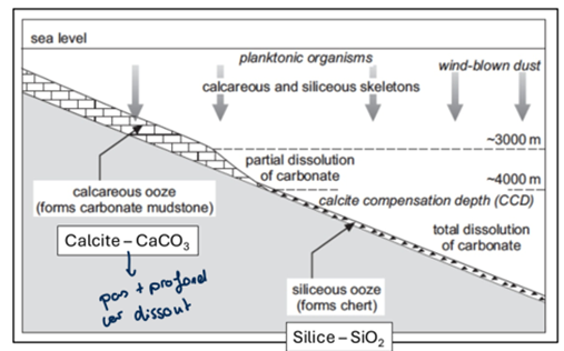 <p>Chaine de montagne sous-marine</p><p class="MsoNormal">Sédiments siliceux, et carbonaté (biogènes -> coraux) -> en profondeur</p><p class="MsoNormal">Localisation diff sédiment dépend du phytoplancton</p><p class="MsoNormal">&nbsp;</p>