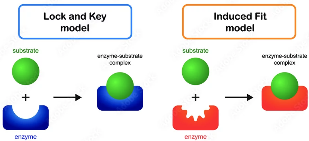 <p><strong><em>lock-and-key model</em></strong>: substrates fit enzymes like a key in a lock<br><strong><em>induced fit model</em></strong>: substrates actually fit enzymes like a hand in a glove </p>