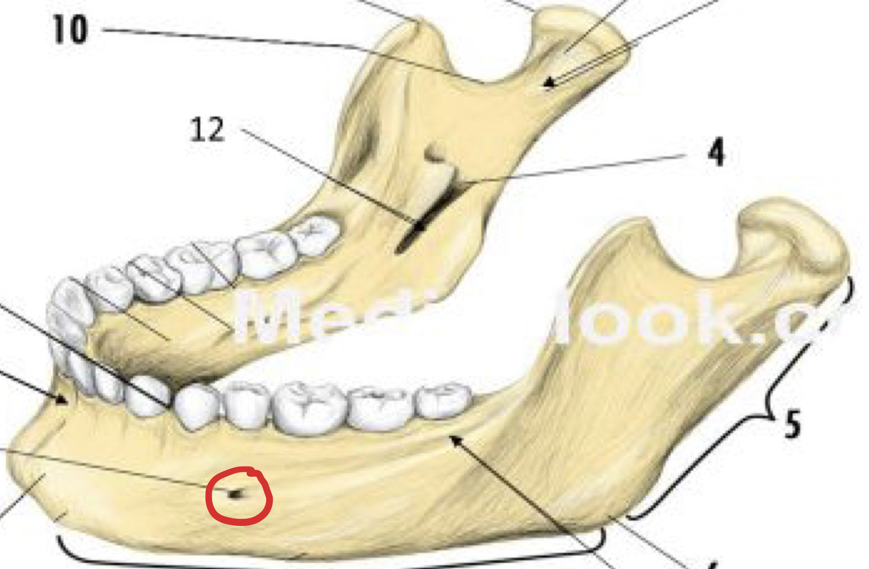 knowt flashcard image