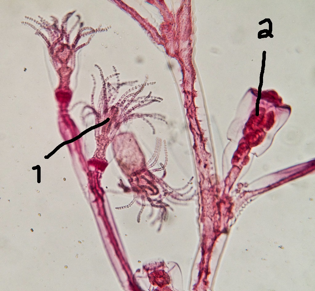 <p>What is the structure of the Obelia labeled #2?</p>