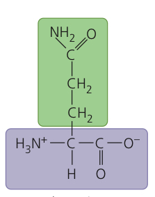 <p>Glutamine</p>
