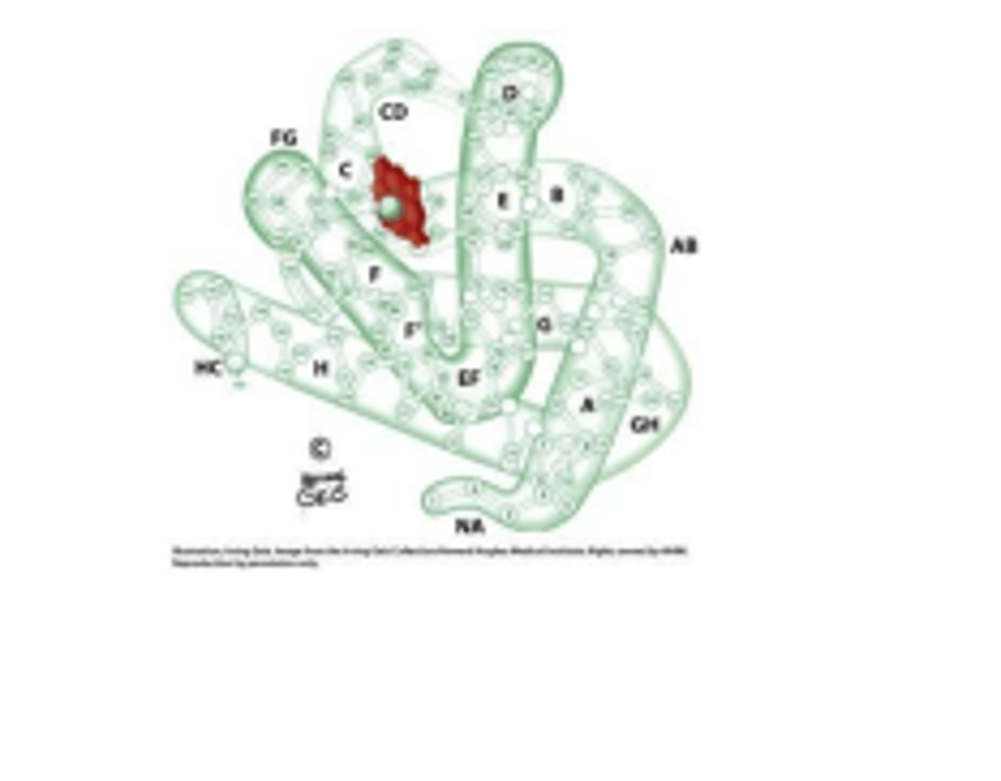 <p>has a non-protein component called Heme (in red)</p>