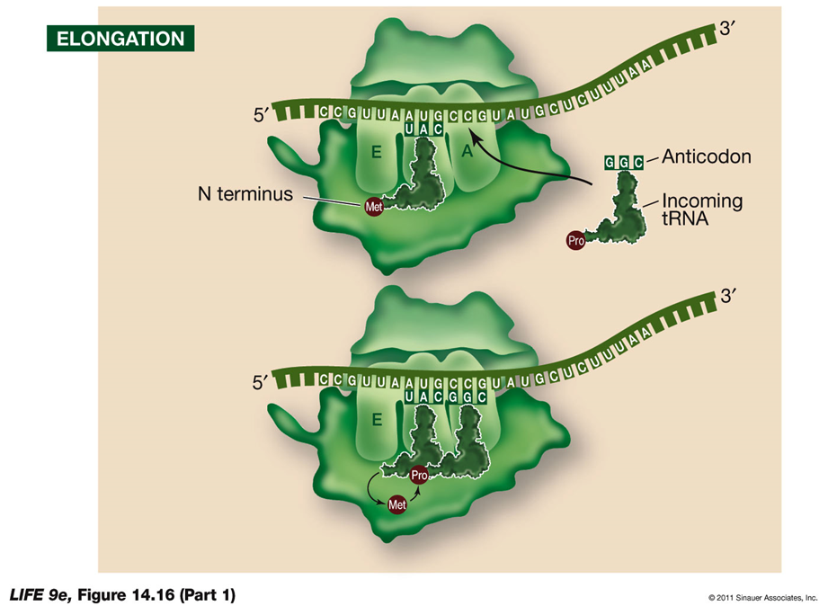 <p>During elongation, the ribosome extends the polypeptide chain by sequentially adding amino acids.</p><p>Steps in Elongation:</p><ul><li><p><strong>Second tRNA Entry</strong>:</p><ul><li><p>The second charged tRNA enters the A site of the ribosome.</p></li></ul></li><li><p><strong>Catalytic Reactions by the Large Subunit</strong>:</p><ul><li><p><strong>Breaking Bonds</strong>:</p><ul><li><p>The large subunit catalyzes the breaking of the bond between the tRNA in the P site and its amino acid.</p></li></ul></li><li><p><strong>Forming Peptide Bonds</strong>:</p><ul><li><p>It forms a peptide bond between that amino acid and the amino acid on the tRNA in the A site.</p></li></ul></li></ul></li><li><p><strong>Peptidyl Transferase Activity</strong>:</p><ul><li><p>The large subunit possesses peptidyl transferase activity, catalyzed by ribosomal RNA (rRNA).</p></li><li><p>If rRNA is destroyed, this activity stops, suggesting that rRNA is the catalyst, supporting the idea that catalytic RNA evolved before DNA.</p></li></ul></li><li><p><strong>tRNA Movement</strong>:</p><ul><li><p>Once the first tRNA releases its methionine, it moves to the E site and dissociates from the ribosome, ready to be charged again.</p></li></ul></li><li><p><strong>Elongation Cycle</strong>:</p><ul><li><p>Elongation continues with these steps, assisted by elongation factors. Each cycle adds a new amino acid to the growing polypeptide chain.</p></li></ul></li></ul><p>Release Factor:</p><ul><li><p><strong>Stop Codons</strong>:</p><ul><li><p>Stop codons (UAA, UAG, UGA) do not code for a tRNA. Instead, they signal the release factor to bind.</p></li><li><p>The release factor transfers the growing polypeptide chain onto itself, causing the chain to be released.</p></li><li><p>This leads to the dissociation of the entire ribosomal complex, concluding translation.</p></li></ul></li></ul><p></p>