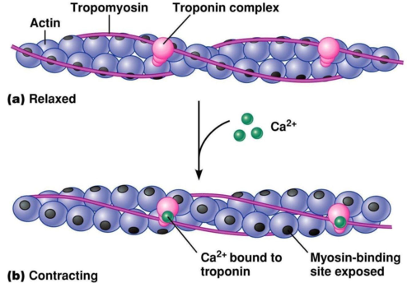 <p>TROPONIN on the troponin-tropomyosin complex (blocks the myosin binding sites)</p>