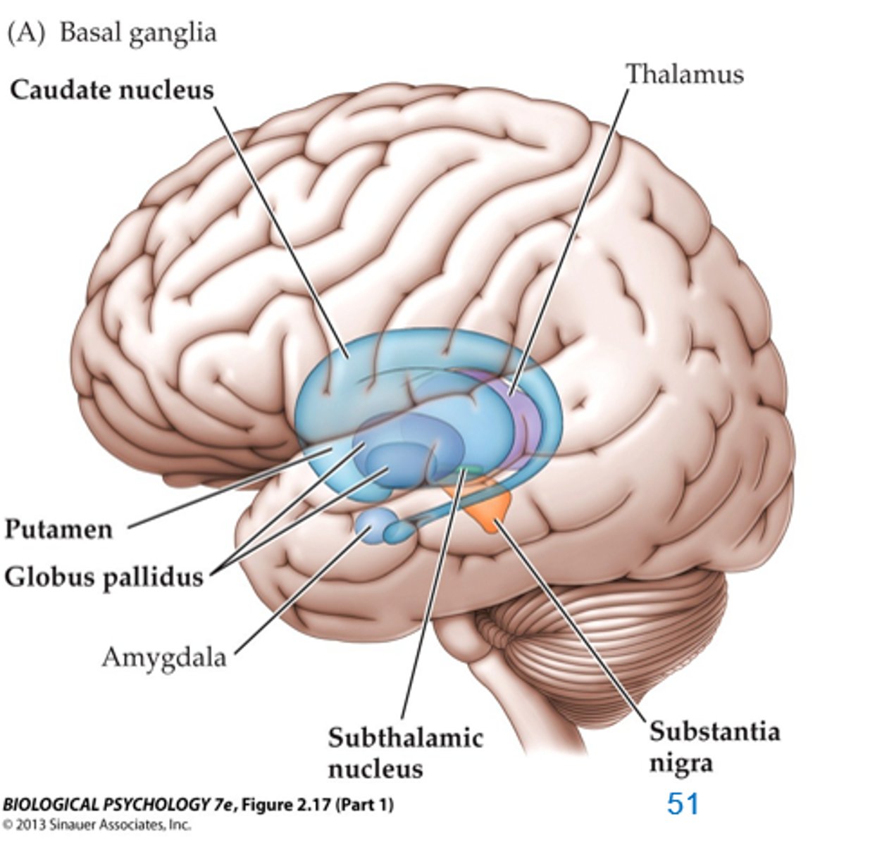 <p>Nucleus caudatus</p><p>Putamen</p><p>Globus pallidus</p>