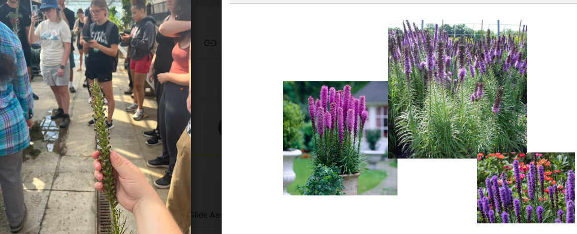 -stringy foliage near base