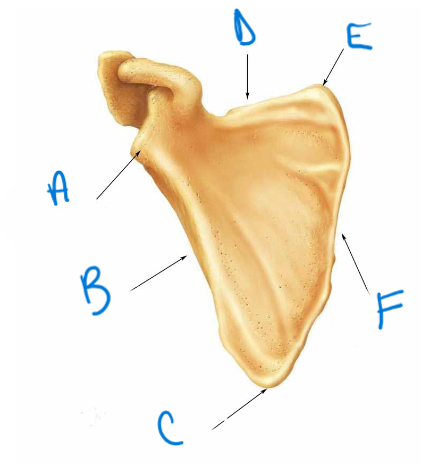 <p>label the diagram A-F</p>