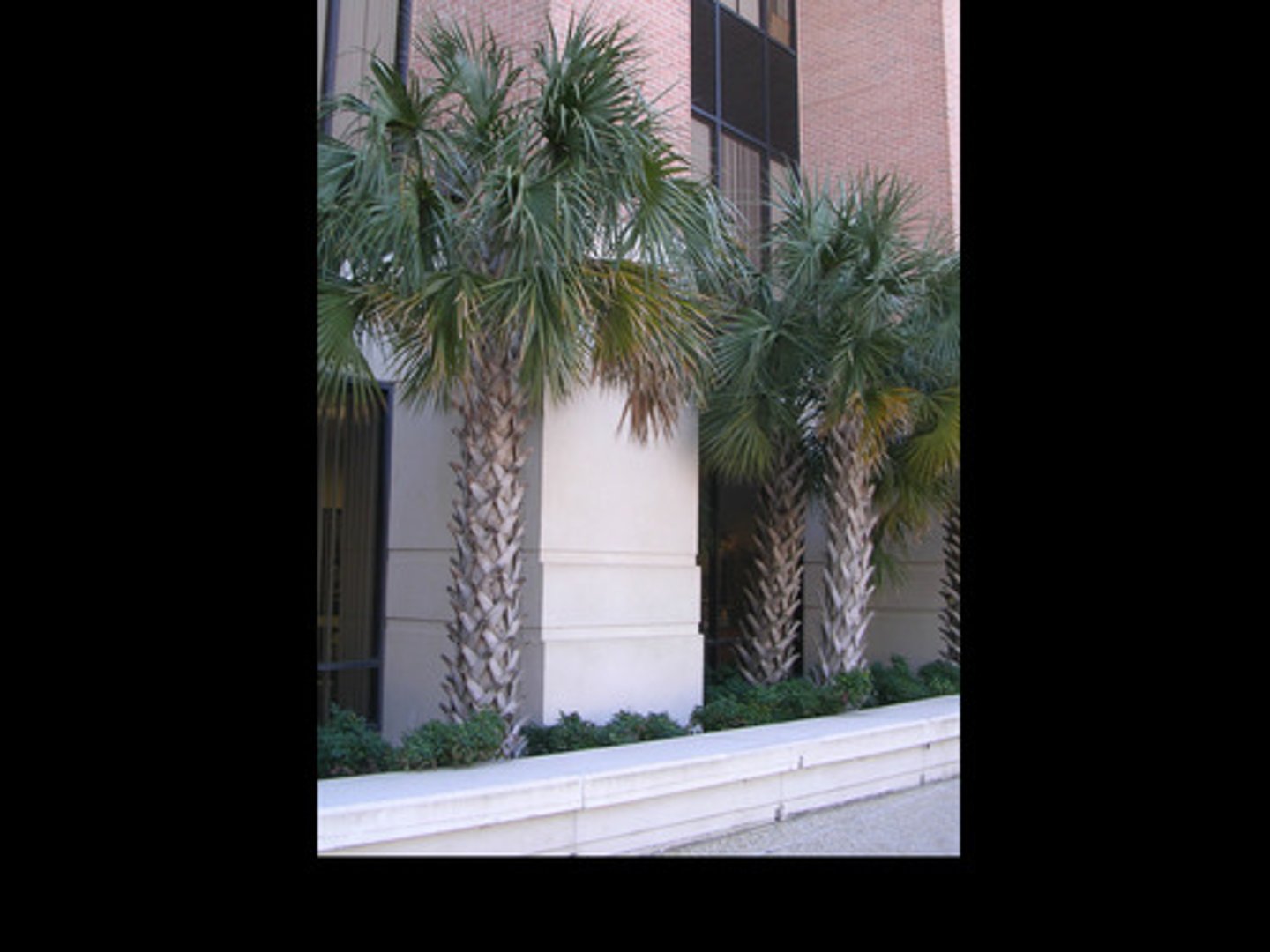 <p>-tree form</p><p>-has a saber where the leaves grow from</p><p>-dark shiny brlue fruit</p><p>-bark splits vertically</p>