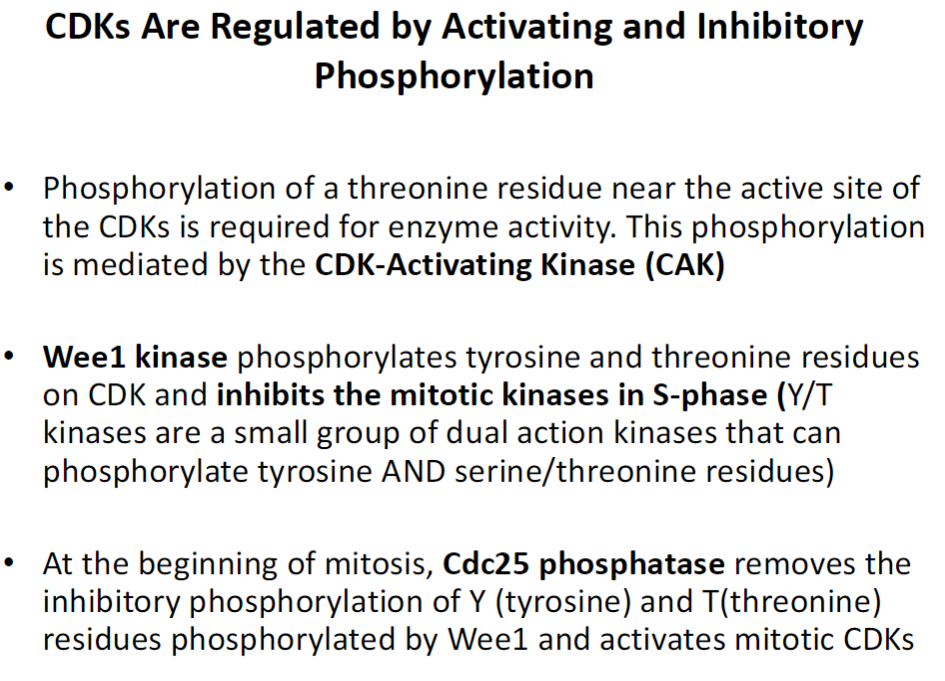 <p><strong>Activating Phosphorylation</strong><br> Phosphorylation of a threonine (T) residue near the CDK active site is required for activity<br> Mediated by CDK-Activating Kinase (CAK)</p><p><strong>Inhibitory Phosphorylation</strong><br> Wee1 kinase phosphorylates tyrosine (Y) and threonine (T) residues on CDKs<br> Inhibits mitotic kinases during S-phase<br> Y/T kinases can phosphorylate both tyrosine and serine/threonine residues</p><p><strong>Activation at Mitosis</strong><br> Cdc25 phosphatase removes inhibitory Y/T phosphorylation added by Wee1<br> Activates mitotic CDKs to promote entry into mitosis</p>