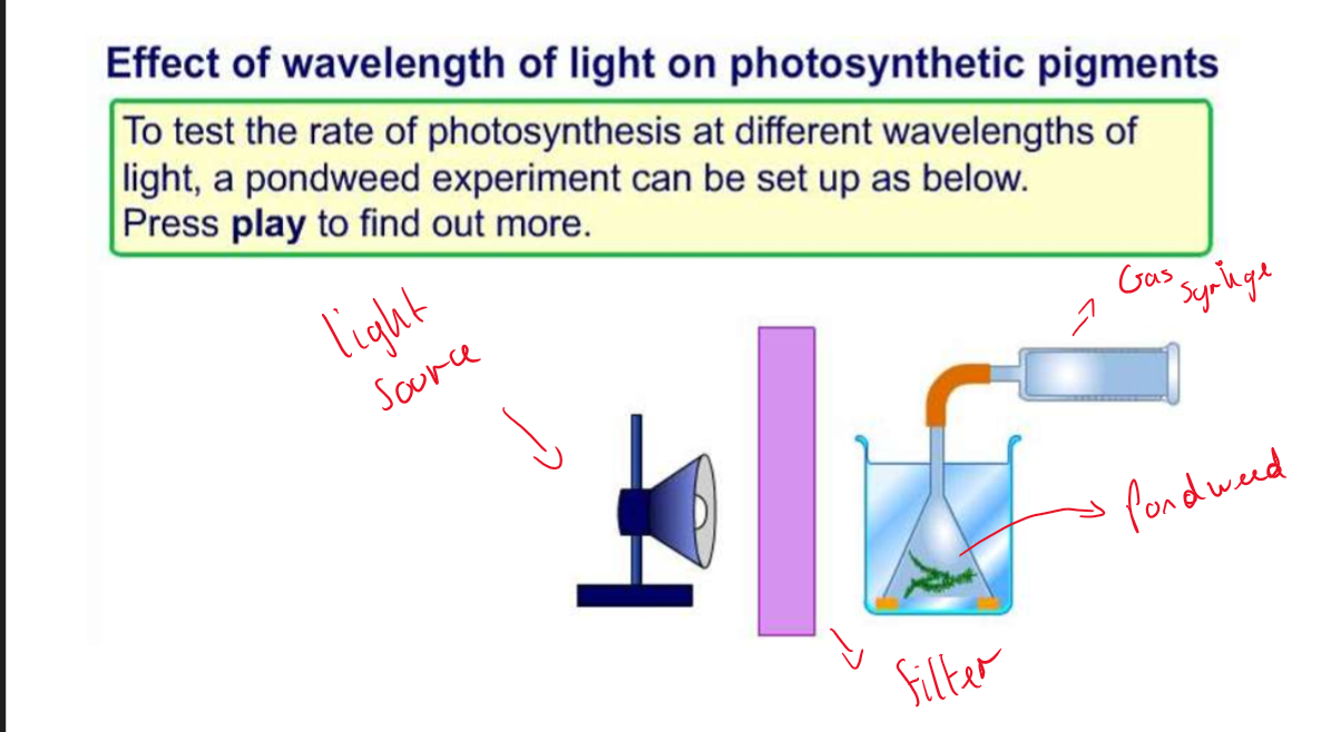 <p>O₂ / time taken = rate of photosynthesis </p>