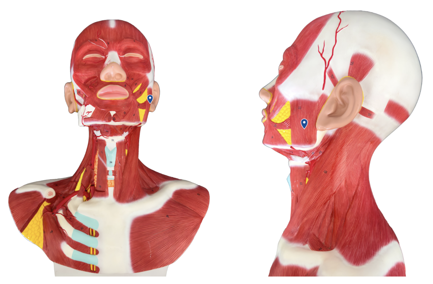 <p>What is the action of the masseter?</p>