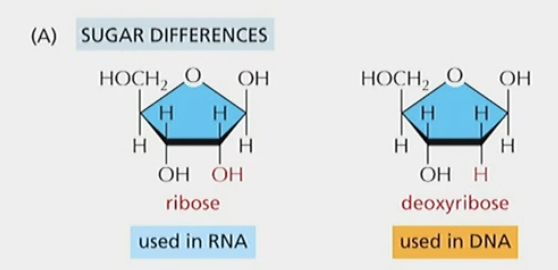 Ribose has an OH group, deoxyribose does not